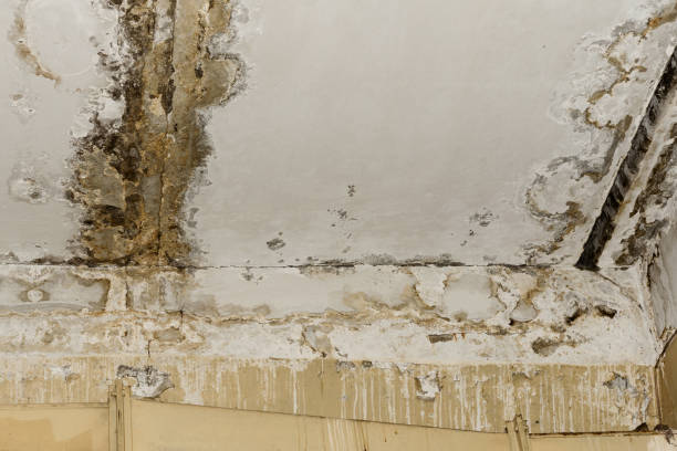 Best Environmental Consulting for Mold Prevention  in Liberal, KS